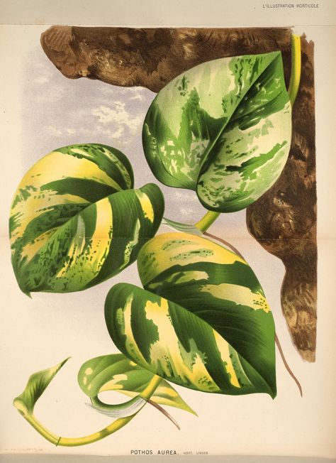 Plants Painting, Illustration Botanique Vintage, Epipremnum Aureum, Leaf Painting, Illustration Botanique, Pothos Plant, Botanical Illustration Vintage, Leaf Drawing, Art Tropical