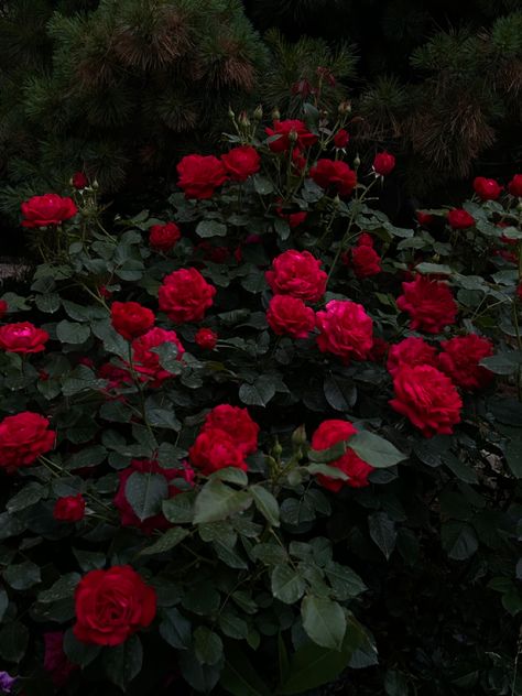 Red Rose Garden Aesthetic, Romantic Academia Aesthetic Outfit, Romantic Academia Aesthetic, Red Roses Garden, Red Roses Background, Rambling Rose, Dark Red Roses, Vampire Love, Flower Iphone Wallpaper