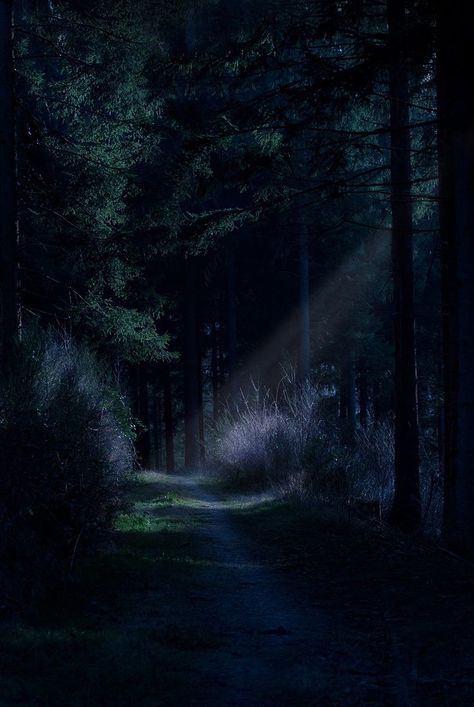 moonlight shadow - Siegen - Germany Moonlight Shadow, Nature Forest, In The Woods, Germany, Trees, Forest, Nature