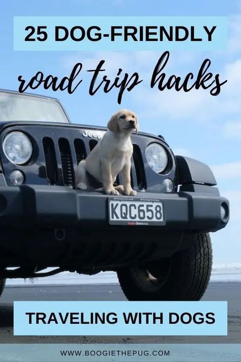 Dog-friendly road trip? We've got you covered! Here are 25 hacks to make traveling in a car with a dog a smooth ride. Traveling With Dogs, Dog Car Travel, Road Trip With Dog, Trip Hacks, Dog Friendly Vacation, Colorful Hairstyles, Dog Travel Bag, Dog Friendly Hotels, Pet Ramp