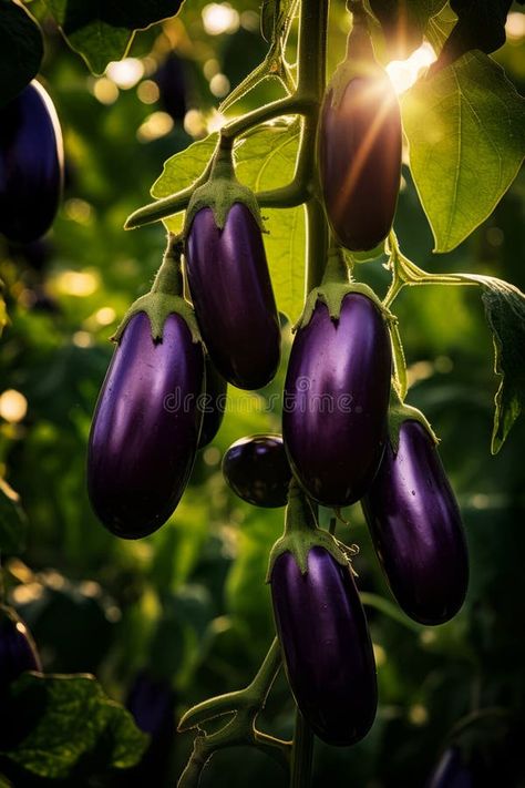 Bunch of eggplant hanging from tree branch. Generative AI royalty free illustration Eggplant Tree, Free Illustration, Tree Branch, Free Illustrations, Eggplant, Tree Branches, Stock Illustration, Royalty, Royalty Free