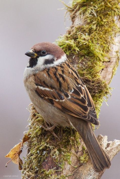 The house sparrow is a bird of the sparrow family Passeridae, found in most parts of the world. It is a small bird that has a typical length of 16 cm and a mass of 24–39.5 g. Females and young birds are coloured pale brown and grey,The House Sparrow is a stout, stocky sparrow, with shorter legs and a thicker bill than indigenous American sparrows. Birding Quotes, Birds Sparrow, Sketches Nature, Beak Mask, Tree Sparrow, Bird Pet, Regard Animal, Sparrow Art, Drawing Bird