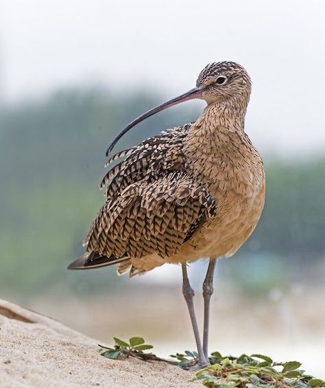 Long-billed Curlew (Numerius americanus) North America Curlew Bird, Oil Press Machine, Shore Birds, Aquatic Birds, Pine Nut, Bird Carving, Birds Nature, British Wildlife, Wild Creatures