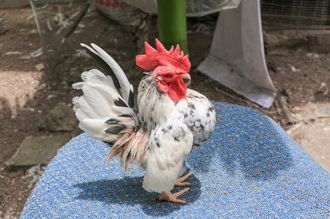 Serama: Is This Tiny Chicken Right For Your Flock? Serama Rooster, Small Chicken Breeds, Serama Chicken, Australorp Chicken, Chickens For Sale, Bantam Chickens, Chicken Pictures, Fancy Chickens, Raising Backyard Chickens