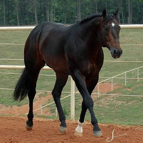 Black Quarter Horse, Bay Quarter Horse, Mahogany Bay, Quarter Horse Stallion, Bay Horse, Quarter Horses, Types Of Horses, American Quarter Horse, Black Horses