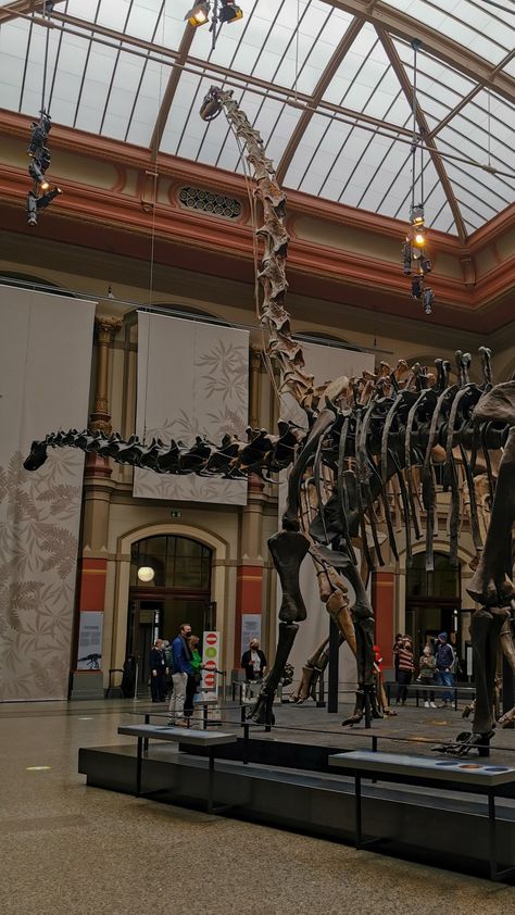 big dinosaur museum brown aesthetic Paleocore Aesthetic, Palaeontology Aesthetic, Dinosaur Museum Aesthetic, Archeological Aesthetic, Palentogist Aesthetic, Science Museum Aesthetic, Dinosaurs Aesthetic, Paleontologist Aesthetic, Paleontology Aesthetic