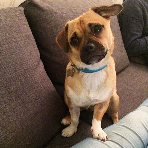 Pleeease can I have another treat while it's Saturday? # #Jeff #Jug #JugPuppy #jrt #jackrussell #pug #puppy #poser #handsome #headtilt #cute #beautiful #treat #please #saturday #night #paw #raised #ear #love #family #cutie #beg #givein #dog #doglover #dogsofinstagram #pupsofinstagram Jug Dog, Dog Crossbreeds, It's Saturday, Baby Pugs, Hybrid Dogs, Dog List, Purebred Dogs, Favorite Animals, Sweet Dogs