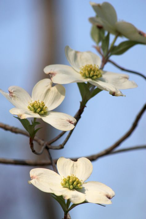 Dogwood | cameragirl7 | Flickr Dogwood Tree Landscaping, Dogwood Wedding, Pacific Dogwood, Dogwood Branch, City Kitchen, Flowering Dogwood, Dogwood Branches, Dogwood Tree, Dogwood Flower