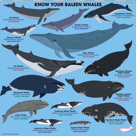 Baleen Whales are among the largest whales in the ocean, and some of the largest animals on Earth. They belong to a suborder of whales (also known as cetaceans) called Mysticeti. Mysticeti whales have a bony plate in their upper jaw in which fibrous strands called baleen hang down from. Baleen is made of keratin, the same material that makes up our hair and fingernails. Mysticeti whales use their baleen to strain the water from the ocean to capture the prey it feeds on. Bowhead Whale, Baleen Whales, Animals Information, Fun Facts About Animals, 동화 삽화, Arctic Animals, Endangered Animals, Marine Mammals, Animal Species