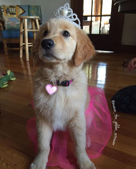 Girl Dog Costumes, Halloween Costumes For Dogs, Puppy Halloween Costumes, Costumes For Dogs, Perros Golden Retriever, Dogs Halloween, Halloween Puppy, Being A Princess, Pet Halloween Costumes