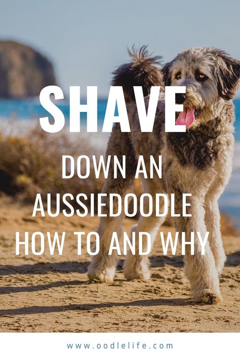 Is your dog overly hot in the summer? Did you pick up a rescue dog with excessively matted fur?If so, you’re probably wondering if you can shave down an Aussie Doodle. Most people that have an Aussie Doodle wonder this exact question.Let’s be clear – yes, you can shave down an Aussie Doodle. But should you? Aussie Poo, Puppy Advice, Aussie Doodle Puppy, Aussie Doodle, Dog Training Hand Signals, Dog Hand Signals, Toy Aussie, Face Trimmer, Dog Behaviorist