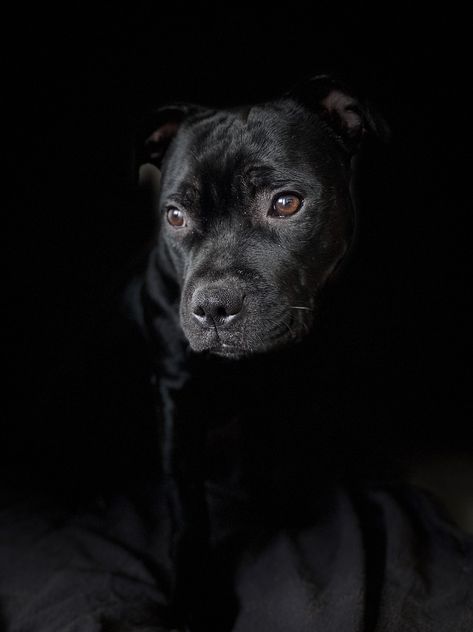 Staffordshire Bull Terrier Aesthetic, Bull Terrier Aesthetic, Pets 3, Bull Terriers, Staffordshire Bull Terrier, Staffordshire Terrier, Family Dogs, Dog Portraits, Bull Terrier