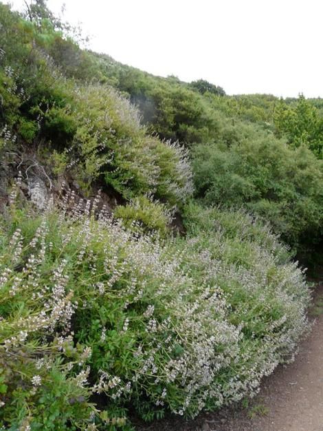 Salvia Mellifera, Hillside Plants, Aromatic Garden, Pictures Of California, Native Landscaping, Sage Flowers, California Native Garden, Water Wise Plants, California Plants