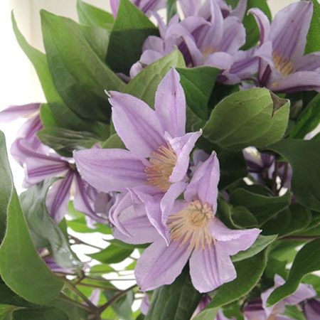 Lilac Clematis, Clematis Purple, Lavender Clematis, Starry Wedding, Purple Clematis, Green Wedding Flowers, Clematis Flower, Marquee Wedding, Lilac Flowers