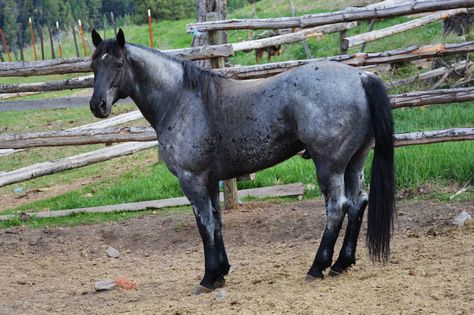 Crowheart Flutewood blue roan QH stallion. Promised Land Ranch Quarter Horses Blue Roan Horse, Roan Horse, Blue Roan, Horse Dressage, American Quarter Horse, Horse World, All The Pretty Horses, Horse Crazy, Horse Equestrian