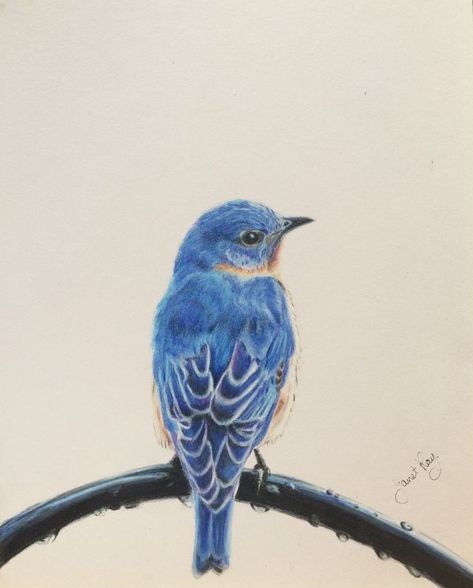 Bird Tattoos For Women Color, Blue Bird Tattoo Men, Bluebird Of Happiness Tattoo, Bluebird Tattoo Meaning, Eastern Bluebird Tattoo, Blue Bird Tattoos For Women, Bluebird Drawing, Blue Bird Tattoo, Tattoo Birds