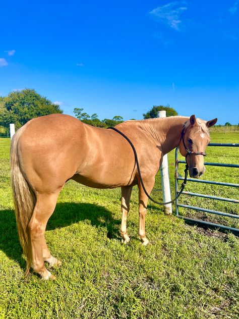 Palomino Quarter Horse Palimeno Horse, Quarter Horse Palomino, Palomino Western Horse, Palomino Quarter Horse Mare, Palomino Barrel Horse, Palomino Paint Horse, Cavalo Palomino, Palomino Quarter Horse, Autumn Horse