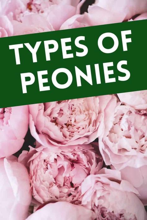 Types Of Peony Flowers, Landscape With Peonies, Peony Colors Chart, Coral Charm Peonies, Peony Types, Peonies Flower Arrangement, Types Of Peonies, Peony Varieties, Light Pink Peony