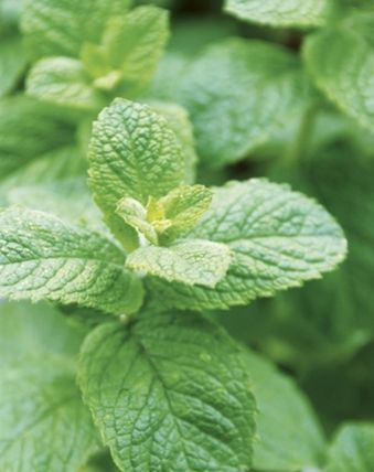 Apple mint likes partial sun and moist soil. Get Rid Of Squirrels, Peppermint Plants, Hgtv Garden, Garden Pests, Shade Plants, Growing Herbs, Kitchen Garden, The Shade, Shade Garden