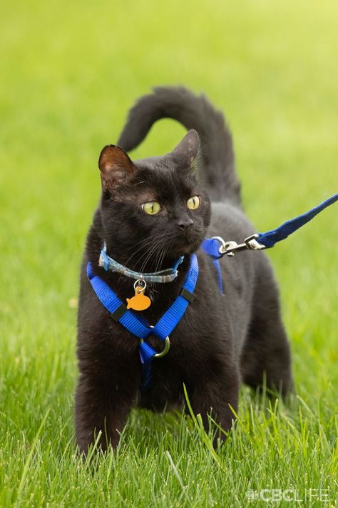 a cat walking on the grass wearing a leash Cat On A Leash, Common Fears, Animal Behaviorist, Cat Things, Cat Leash, Cat City, Leash Training, Pet Advice, Cat Backpack