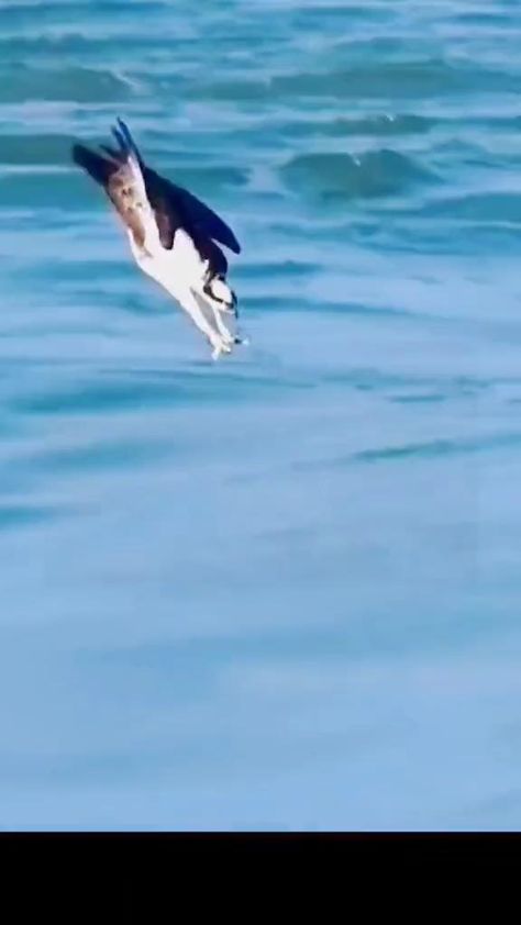 Birds Video, Entertaining Videos, Animal Magnetism, Pet Videos, Bird Gif, Beautiful Sea Creatures, Crazy Funny Memes, Cute Wild Animals, Animal Videos