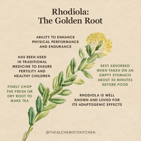 Medicinal Herbs Garden, Magickal Herbs, Rhodiola Rosea, Magic Herbs, Natural Healing Remedies, Herbal Healing, Herbal Magic, Herbs For Health, Olympic Athletes