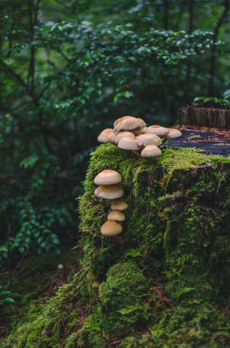 http://wildforestelf.tumblr.com/post/133463488653/millivedder-fairy-tale-stump Fairy Tale Photography, Mushrooms Growing, Lichen Moss, Mushroom Pictures, Mushroom Fungi, Tree Stump, Back To Nature, Alam Yang Indah, Nature Aesthetic