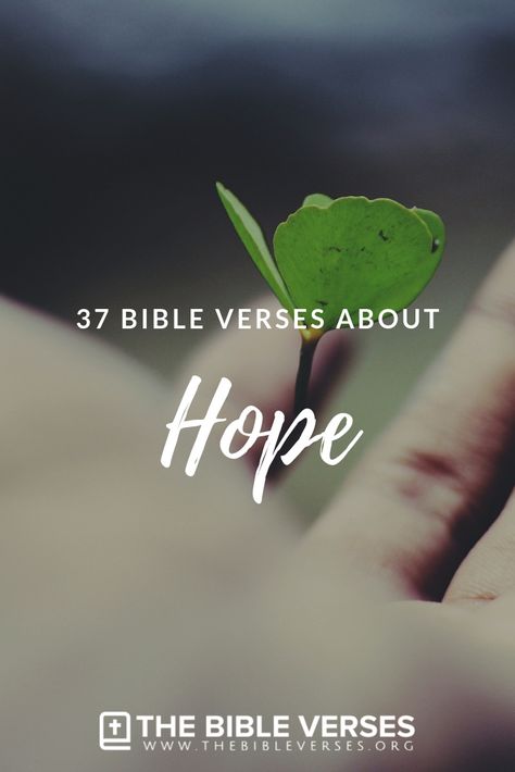 Verses About Hope Scriptures, Hope Scripture Quotes, Scripture About Hope, Hope Bible Quotes, Bible Verse For Hope, Bible Verses For Hope, Hope Quotes Bible, Bible Verses About Hope, Verses About Hope