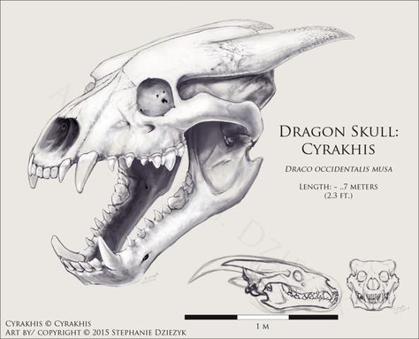 Dragon Skull Reference, Monster Roaring Reference, Dragon Skull Drawing Reference, Dragon Skull Sketch, Dragon Teeth Drawing, Dragon Teeth Reference, Dragon Skull Art, Dragon Roaring Reference, Dragon Skull Drawing