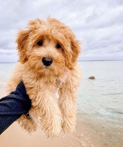 Goldendoodle Full Grown, Dyed Dogs, Miniature Goldendoodle, Dogs Smiling, Goldendoodle Miniature, Dog Space, Family Friendly Dogs, Dog Humor, Mini Goldendoodle Puppies