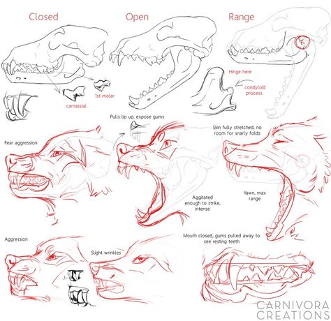 Wolf Sketch, Canine Drawing, Wolf Skull, Dog Anatomy, Sketches Art, Canine Art, Wolf Drawing, Creature Drawings, Anatomy Drawing