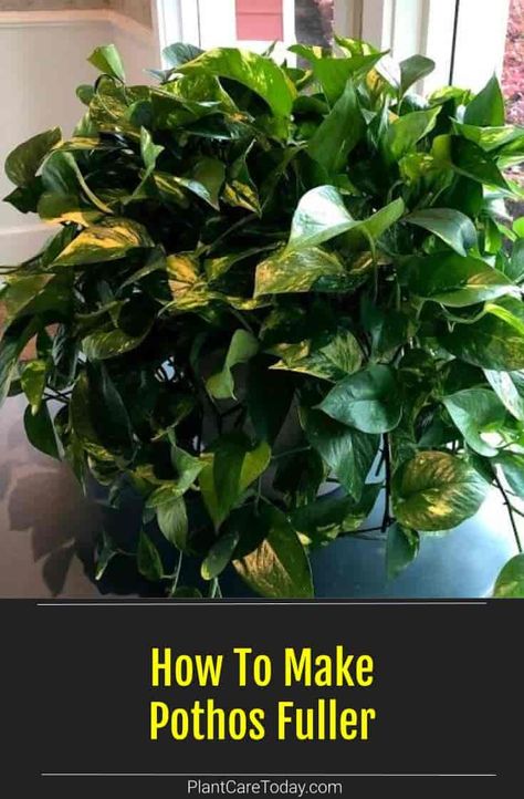 Pothos Plant Care, Diy Fleur, Tattoo Plant, Household Plants, Plant Care Houseplant, Ivy Plants, Inside Plants, Growing Plants Indoors, Pothos Plant