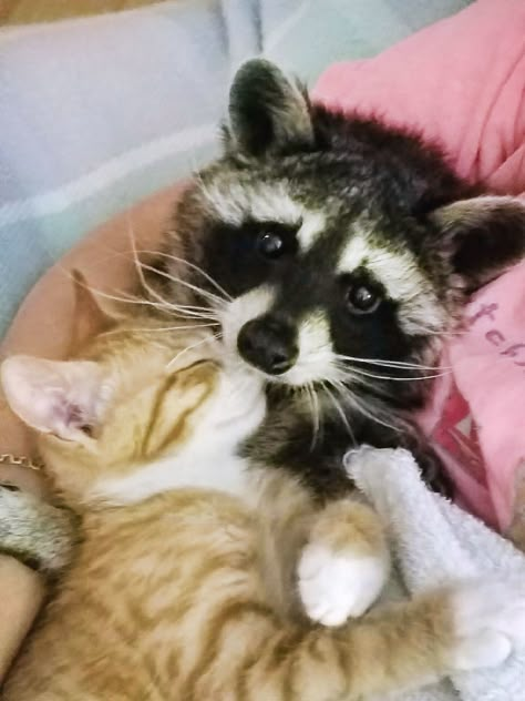 Unusual Animal Friendships, Animal Friendships, Pet Raccoon, Cat Couple, Cute Raccoon, Raccoon Funny, Animals Friendship, A Monkey, Trash Panda