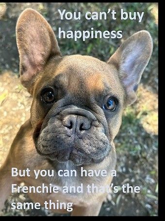 French Bulldog Quotes Funny, Puppies Quotes, French Bulldog Quotes, Funny Frenchies, Bulldog Quotes, French Bulldog Funny, Bull Dogs, Uplifting Words, Cute Pets