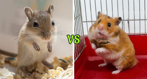 Pet Gerbils, Gerbil Cages, Fancy Mouse, Classroom Pets, Hamster Life, Male Vs Female, Hamster Care, A Hamster, Pocket Pet