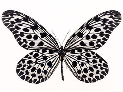 love the almost polka dot wing pattern Borboleta Tattoo, Black And White Butterfly, Butterfly Drawing, White Butterfly, Black White Photos, Butterfly Art, Colorful Butterflies, Blue Butterfly, Butterfly Tattoo