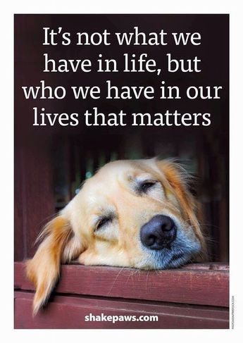 Game Mode, A Golden Retriever, Animal Quotes, Dog Quotes, A Quote, 귀여운 동물, Dog Accessories, I Love Dogs, Dog Life