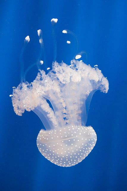 Jellyfish Fall [Explored #94] by Nicolas Gailland, via Flickr White Spotted Jellyfish, Spotted Jellyfish, Sea Jellies, Water Creatures, Genoa Italy, Life Aquatic, Star Eyes, Underwater Creatures, Water Life