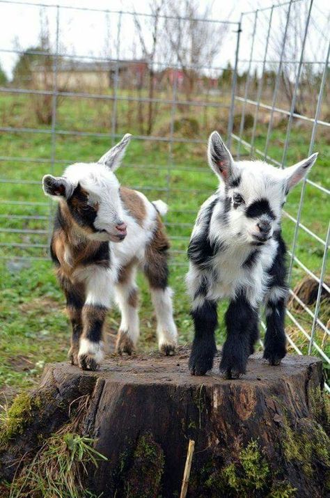 29 Funny Baby Goat Pictures That Show They Could Be the Most Adorable Animal of All  #babygoats #babyanimals #animalpics #funnyanimals #animalpictures Baby Goat Pictures, Goat Picture, Pure Country, Pygmy Goat, Baby Farm Animals, Cute Goats, Goat Farming, Baby Goats, Baby Animals Funny