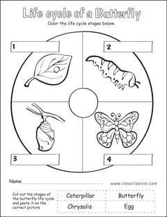 butterfly life cycle activity worksheet for preschools Butterfly Life Cycle Kindergarten, Life Cycle Preschool, Butterfly Life Cycle Preschool, Butterfly Worksheet, Life Cycle Worksheet, Life Cycles Kindergarten, Life Cycles Preschool, Butterfly Life Cycle Activity, Butterfly Lessons