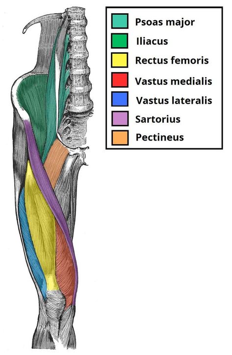 Muscles Anatomy Drawing, Femoral Triangle, Muscles Anatomy, Pt School, Leg Anatomy, Human Muscle Anatomy, Medicine Studies, Medical Student Study, Human Body Anatomy