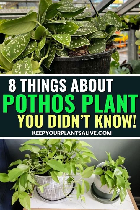 Is your Pothos more than just a pretty vine? Here are 8 unexpected things about Pothos plant that every plant lover should know! Houseplant Aesthetic, Rubber Plant Care, Pothos Plant Care, Pothos Plants, Neon Pothos, Golden Pothos, Pothos Plant, Houseplants Indoor, Indoor Jungle