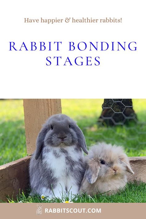 Holland Lops Bunnies, Rabbits With Chickens, Rabbits And Chickens Together, Bonding Bunnies, Rabbit Tips Bunny Care, Bunny Bonding, Caring For Rabbits, How To Take Care Of Rabbits, Rabbit Bonding