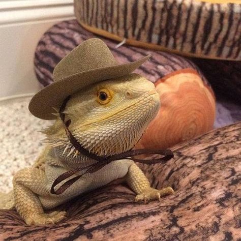 Animals With Hats, Animals In Hats, Animals Wearing Clothes, Bearded Dragon Funny, Dragon Funny, Bearded Dragon Cute, Animals In Clothes, Bearded Dragon Care, Cute Lizard