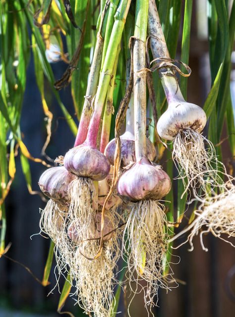 How to grow garlic When To Plant Garlic, Garlic Plant, Garlic Growing, Garlic Pasta Recipe, Plant Garlic, Garlic Butter Pasta, Grow Garlic, Garlic Bulbs, Planting Garlic