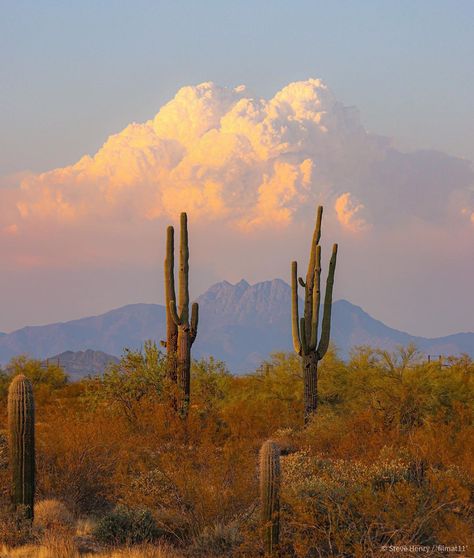 Desert Clouds, Texas Vibes, Sedona Arizona Travel, Air Image, Cactus Paintings, Desert Places, Arizona Landscape, Desert Dream, Apartment Art