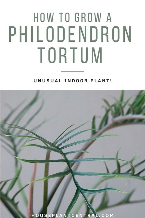 Philodendron Tortum, Philodendron Care, Plant Display Ideas, Plant Friends, Plant Store, Rainforest Plants, Plant Mama, Philodendron Plant, Rooting Hormone