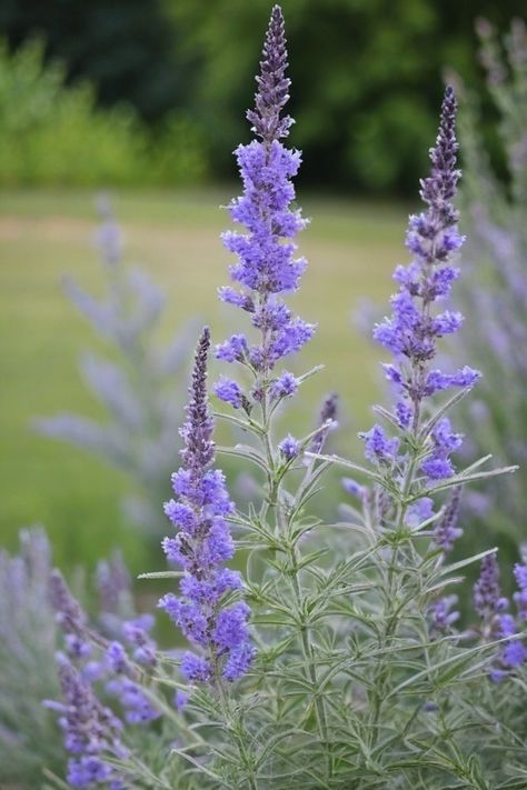 Discover the secrets of successfully growing Russian sage in your garden with these helpful tips and tricks. Learn how to plant, care for, and propagate this stunning perennial to add a pop of color and texture to your landscape. Find out the best growing conditions, watering needs, and pruning techniques for Russian sage to ensure it thrives in your garden all season long. Russian Sage, Insecticidal Soap, Spider Mites, Attracting Bees, Hardy Perennials, New Growth, Yard Ideas, Drought Tolerant, North Pole