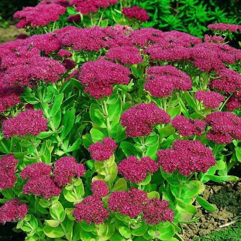 Starting Plants From Seeds, Fall Blooming Flowers, Fall Flowers Garden, Sedum Plant, Flower Garden Design, Garden Bulbs, Succulents In Containers, Blooming Plants, Fall Plants