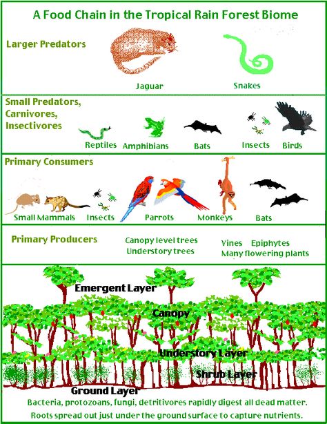 Rainforest on Pinterest | Rainforest Animals, Amazon Rainforest and R… Tropical Rainforest Biome Project, Ecosystem Diorama, Rainforest Food Web, Rainforest Food Chain, Rainforest Map, Ecosystems Diorama, Rainforest Diorama, Pyramid Food, Biome Project